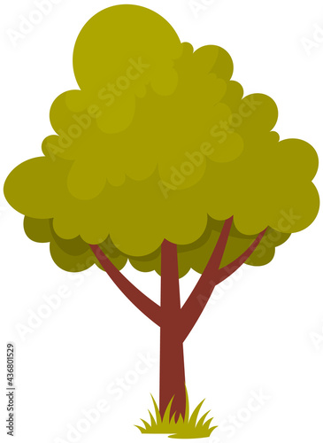 Alone deciduous tree with trunk and dense foliage. High plant with widely spread branches and green leaves. Broad-stemmed deciduous plant. Tree with green foliage isolated on white background