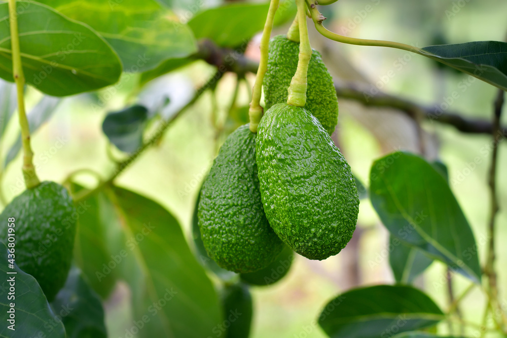 Bunch of fresh avocados on an avocado tree branch in sunny garden Bunch of fresh avocados on an avocado tree branch in sunny garden