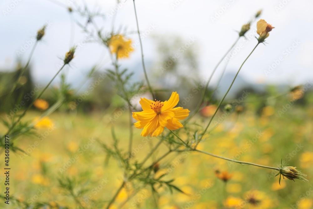 Yellow Cosmos flower on blur background using as background natural flora landscape.