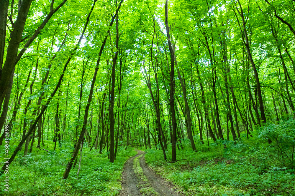 forest trees. nature green wood sunlight backgrounds. forest trees. nature green wood sunlight backgrounds.