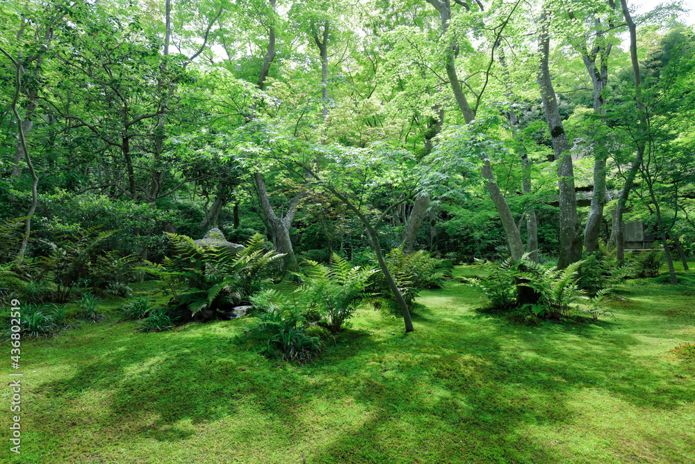 Fototapeta premium 新緑が最も美しい時期。 緑一色となった祇王寺