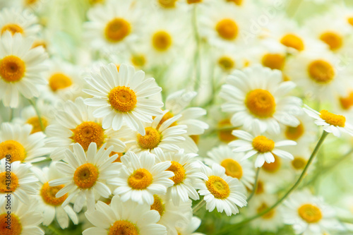 Chamomile flowers. Camomile in nature. Soft focus.