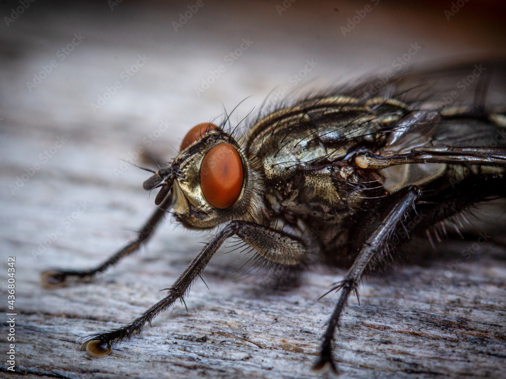 Close up on the head and red compound eye of a fly Close up on the head and red compound eye of a fly