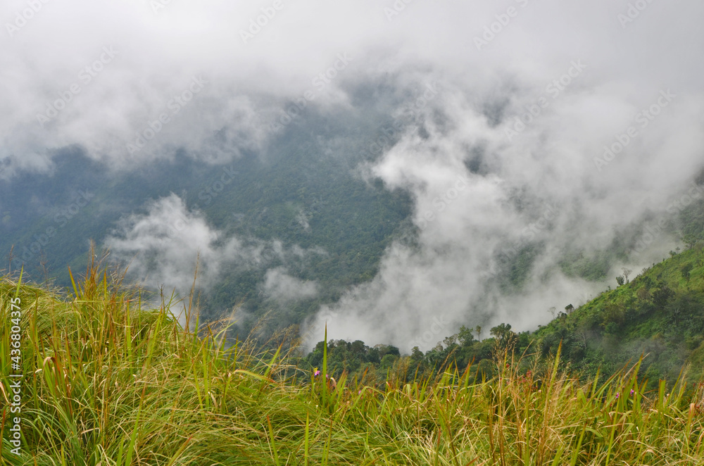 Green jungle and white fog in deep valley Green jungle and white fog in deep valley