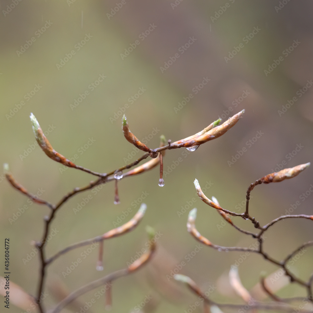 Flower buds and leaves of a beech tree after a rain in spring Flower buds and leaves of a beech tree after a rain in spring