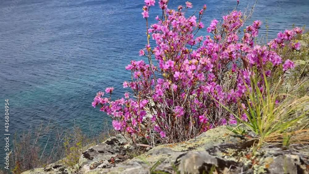 Baikal Lake in spring time. Wild blooming rhododendron bush on rocky coast of Olkhon Island against of blue water. Beautiful spring landscape. Natural floral background Baikal Lake in spring time. Wild blooming rhododendron bush on rocky coast of Olkhon Island against of blue water. Beautiful spring landscape. Natural floral background
