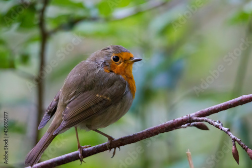 Robin sits on a branch in the forest © were