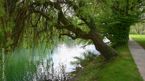 Breathtaking view of a willow tree growing on the shore of the park. Reflection of low branches in water. Concrete walkway in park Otocec, Slovenia. Static shot, real time, wide angle