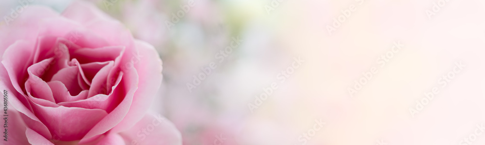 Nature of rose flower in garden using as background cover page natural flora valentine's day wallpaper Nature of rose flower in garden using as background cover page natural flora valentine's day wallpaper
