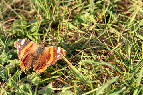 Joli papillon au printemps sur de l'herbe