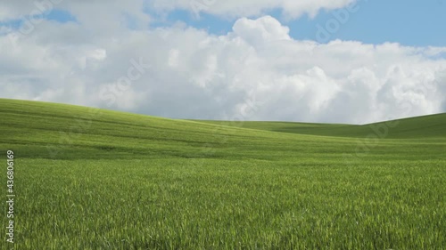 Lush green wheat field and cloudy blue sky photo