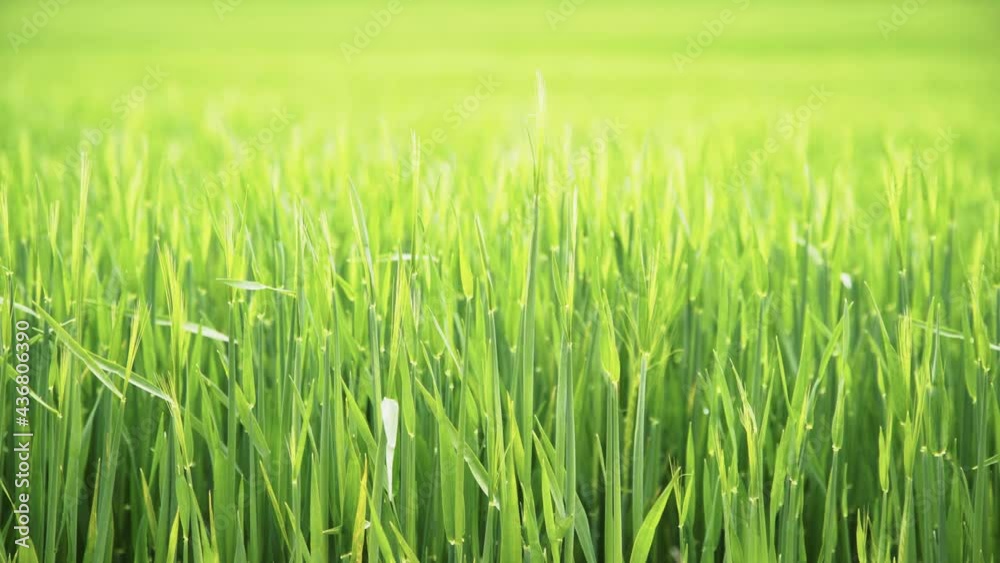 Lush green wheat grass in a spring meadow 4K Lush green wheat grass in a spring meadow 4K