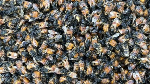 An entire swarm of bees lies dead due to sudden cold storm during 2020. photo