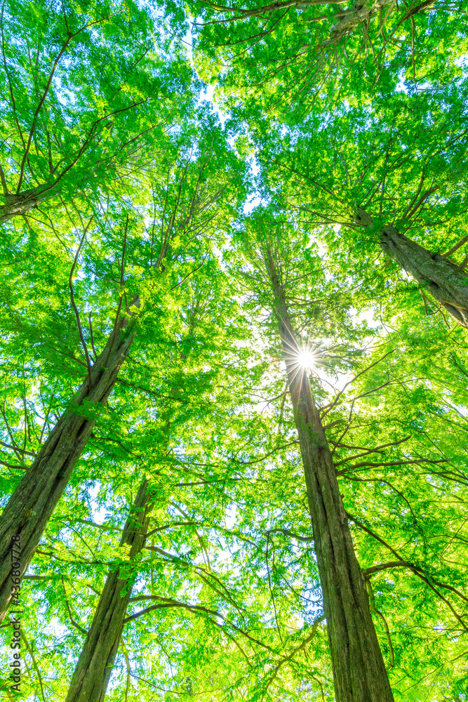 Naklejka premium sun shining through the trees