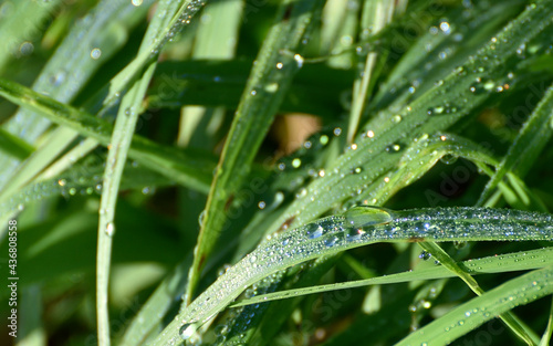 Fresh dewdrops on green grass