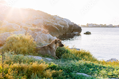a small stray dog sits on a rocky beach by the sea at sunrise