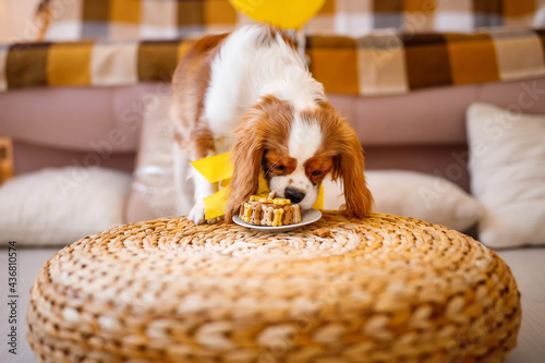 Birthday for a dog of breed Cavalier King Charles Spaniel. Happy dog eats delicious cake and licks his tongue. 