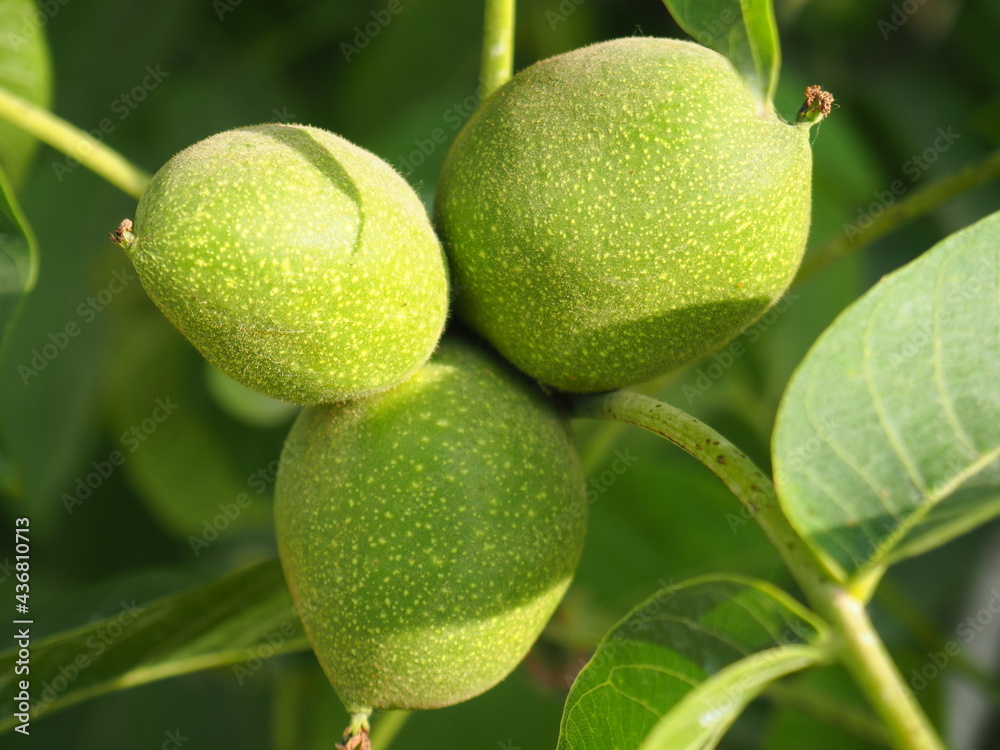 tres bonitas nueces al amanecer, color verde y forma ovalada, en primavera, lérida, españa, europa tres bonitas nueces al amanecer, color verde y forma ovalada, en primavera, lérida, españa, europa
