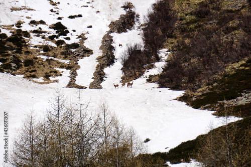 Cervi su una lingua di neve sulle Alpi italiane photo