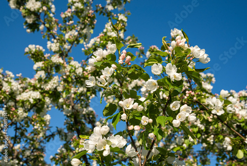 blooming apple tree and blue sky background