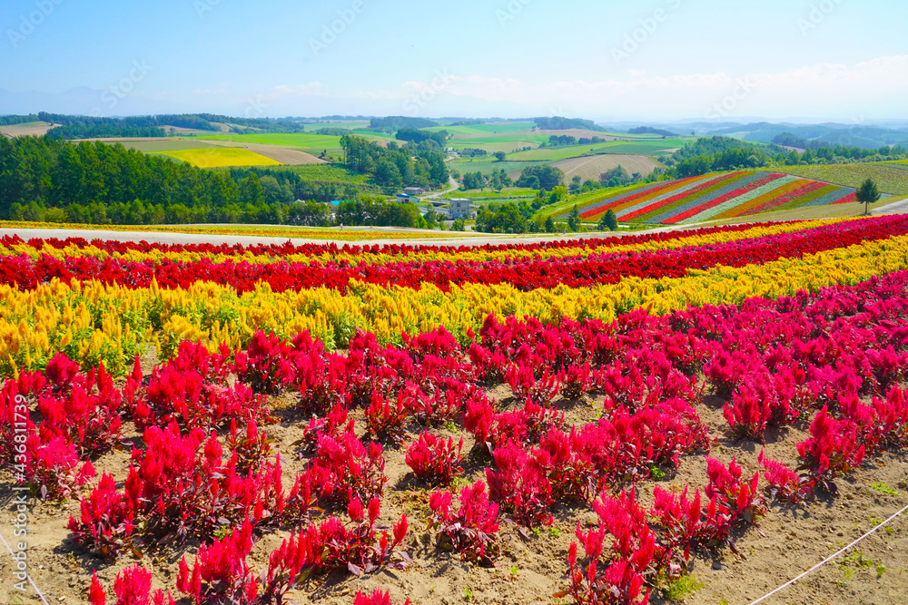 色彩の丘の花畑