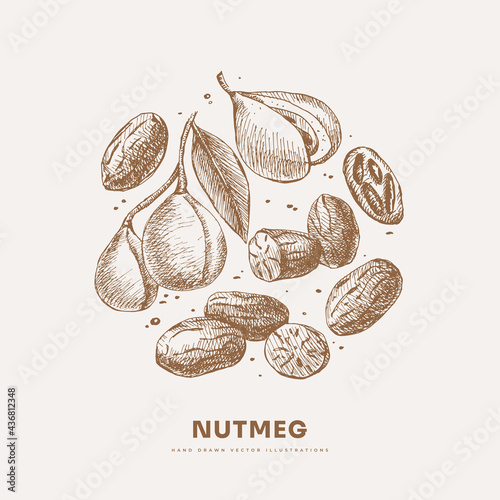 Hand-drawn nutmeg. Exotic nuts, open and whole. Organic food concept. Can be used for your design. Vintage botanical illustration on a light isolated background.