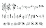 Wildflower vector set, floral collection, botanical elements