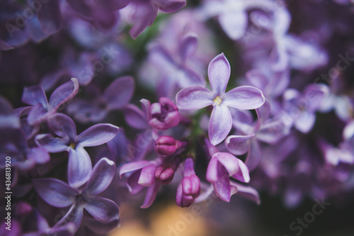 close up of lilac flowers