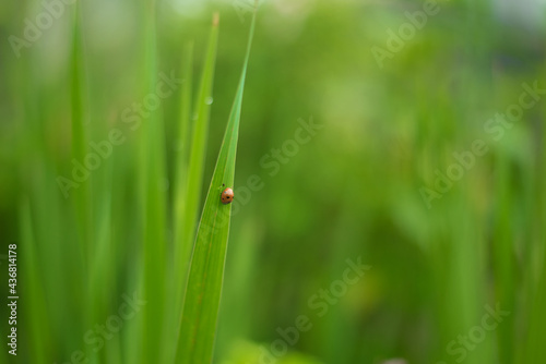 ladybug on grass © dipeshsathyal