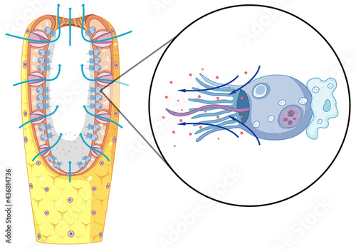 Diagram of sponges structure for biology education