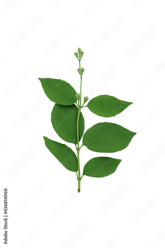 Obraz premium Green jasmine branch with leaves isolated on white background.