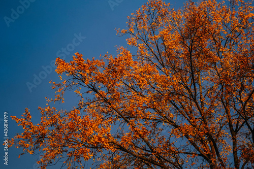 tree in the autumn