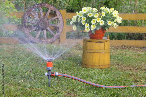 Fototapeta Naklejka Na Ścianę i Meble -  Watering by the garden hose with sprinkler a plants and the pot of flowers in garden.