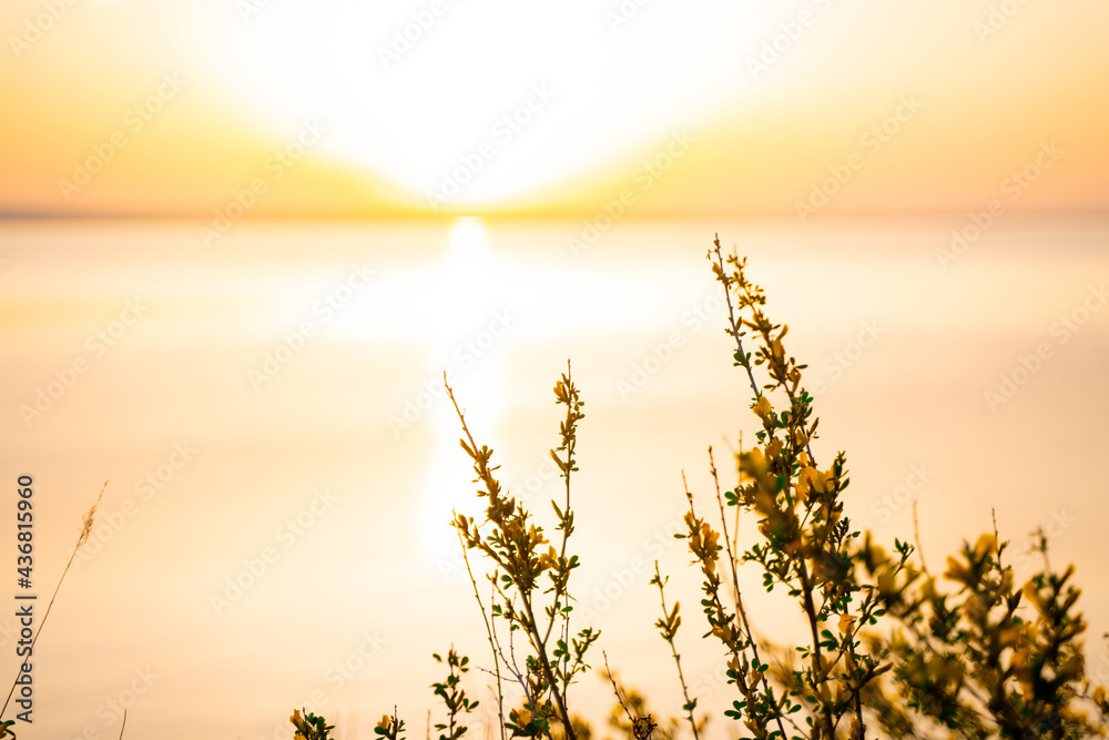 Silhouettes of leaves on the background of a beautiful sunset on the sea