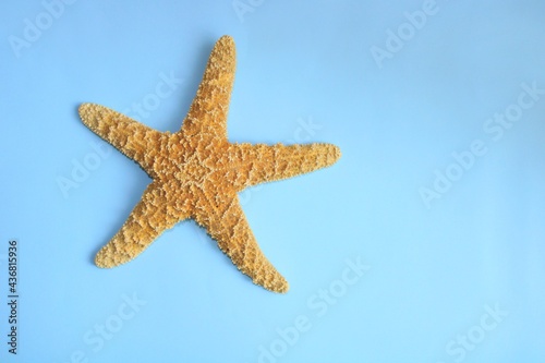 Starfish on blue color background, seastar animal top view © Freesia