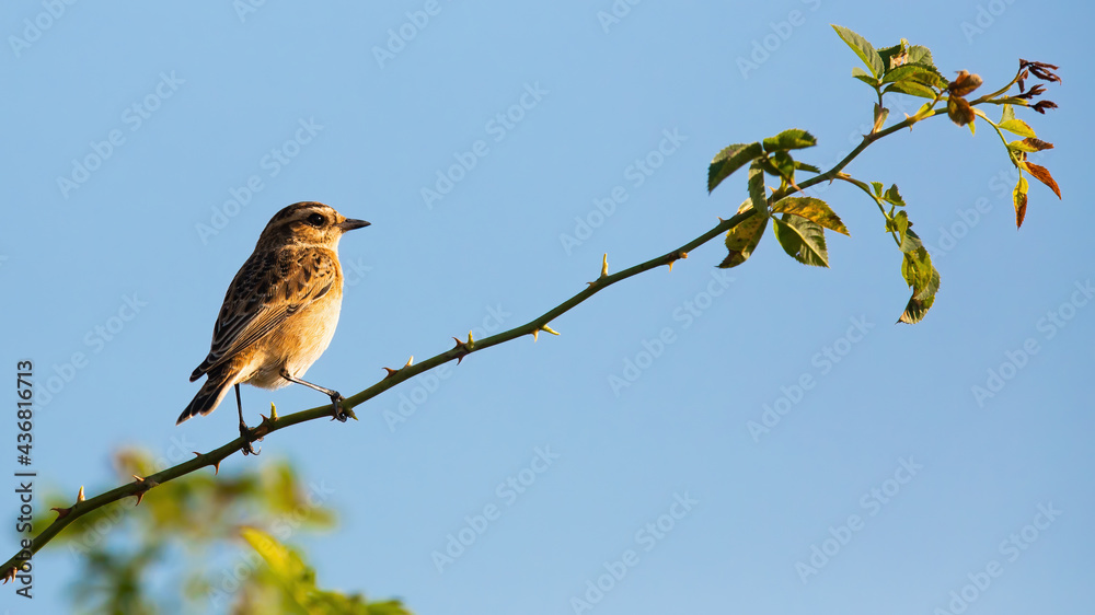 Little european stonechat, saxicola rubicola, climbing up thorn in sunny weather and clear skies. Bird perched on branch in summer with blue background. Songbird sitting in sunlit countryside. Little european stonechat, saxicola rubicola, climbing up thorn in sunny weather and clear skies. Bird perched on branch in summer with blue background. Songbird sitting in sunlit countryside.