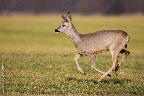 Fototapeta Naklejka Na Ścianę i Meble -  Disturbed roe deer female, capreolus capreolus, running on green farmland in springtime. Cute doe in movement with copy space. Wild game rushing on open meadow with sunlight.
