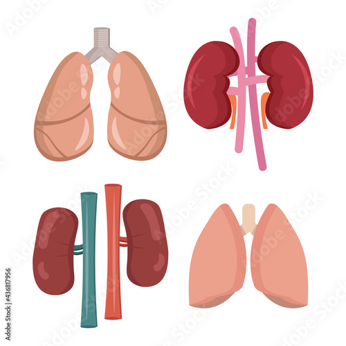 lungs and kidneys, internal organs vector clip art set. lungs and kidneys, internal organs vector clip art set. lungs and kidneys, internal organs vector clip art set.