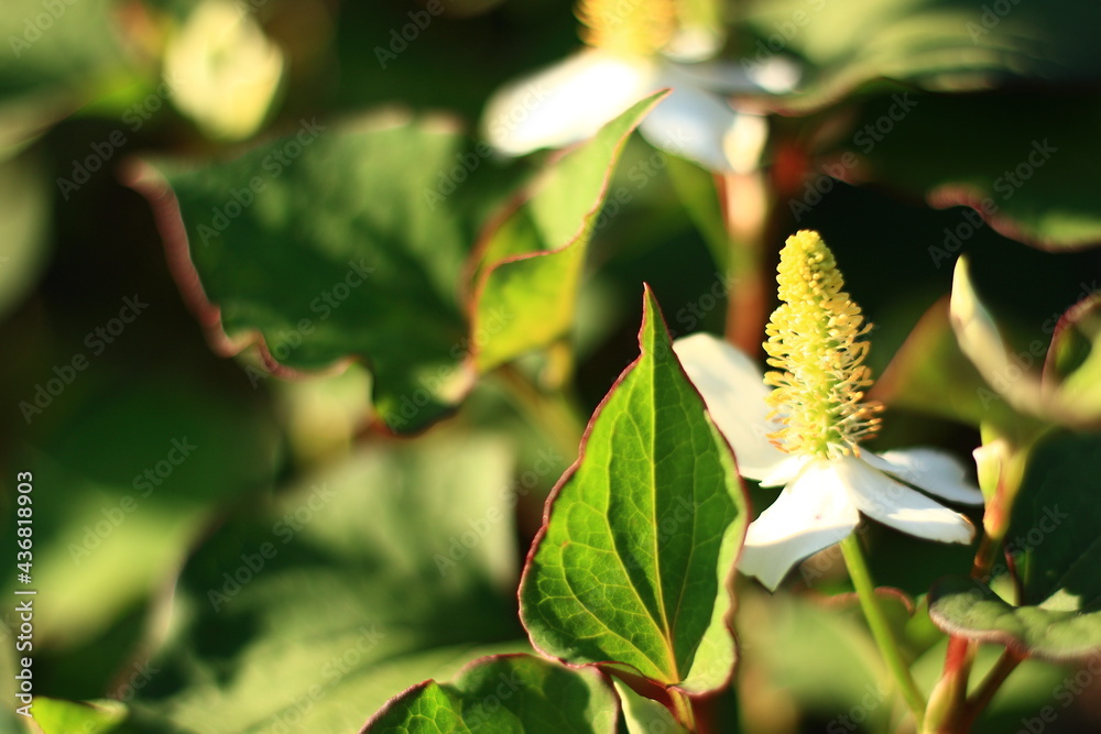Fototapeta premium ドクダミの花