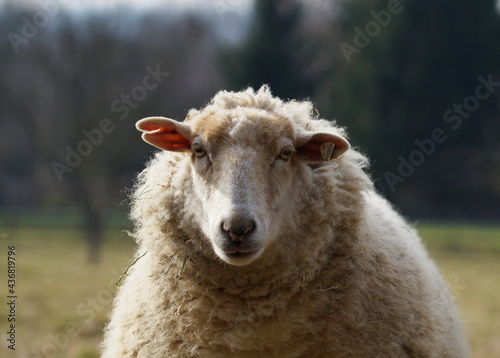 portrait of white sheep in field