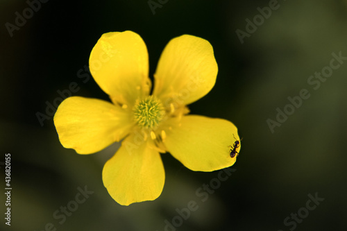 ant on the petal of a yellow flower