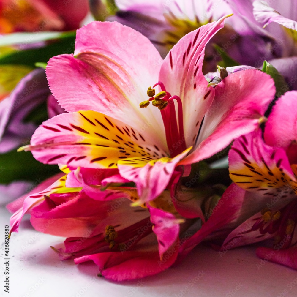 Natural flower background. Pink alstroemeria flower close up Natural flower background. Pink alstroemeria flower close up