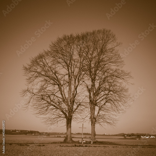 Arbres