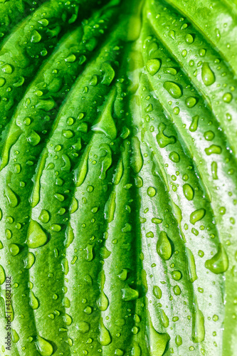 Green leaf with water drops, Close-up.Beauty transparent drop of water on a green leaf macro with sun glare.The plant has a beautiful expressive structure.