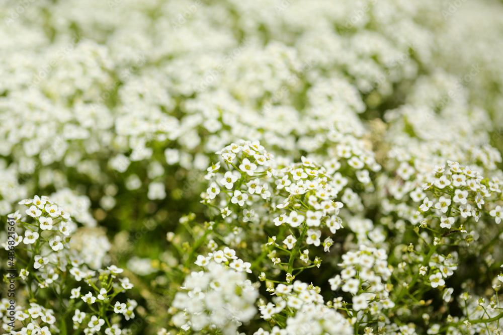 Flowering garden variety of Lobularia maritima, sweet alyssum natural macro floral background
