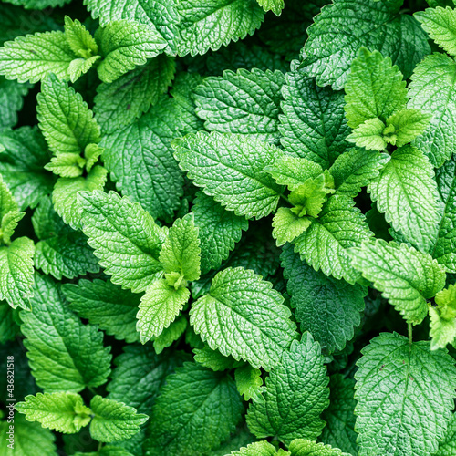 Green mint plant growing background.Beautiful texture of leaves in nature.Green leaf with water drops,the nature plant pattern as a background or wallpaper.