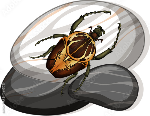 Top view of goliath beetle on a stone on white background