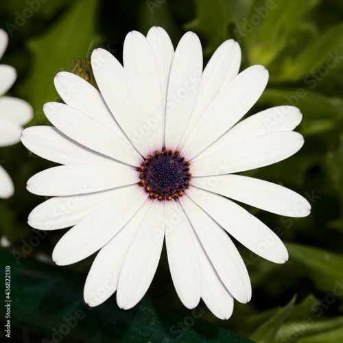 flowering Osteospermum  African daisy natural floral background 