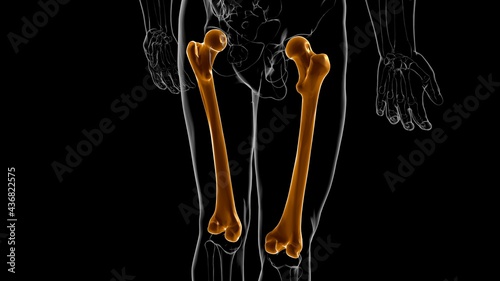 Human skeleton anatomy Femur Bone 3D Rendering photo