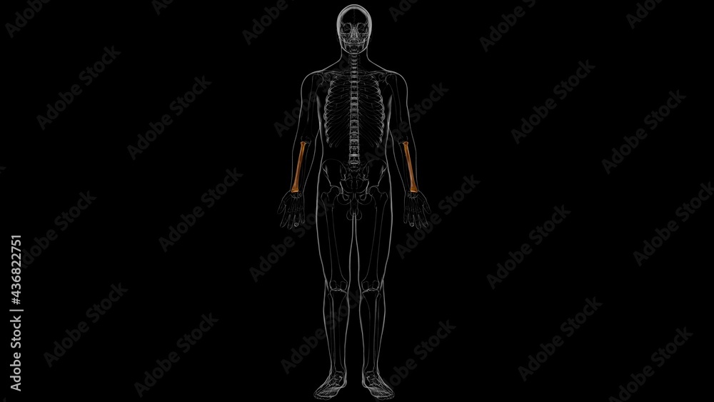 Human skeleton anatomy Radius Bone 3D Rendering